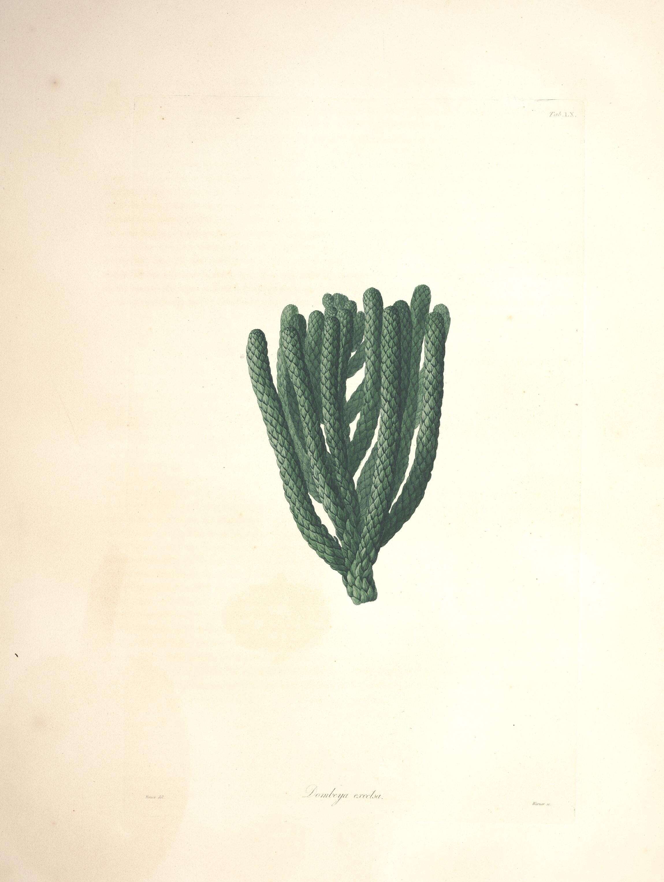 Image of Araucaria