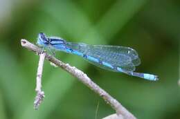 Image of Familiar Bluet