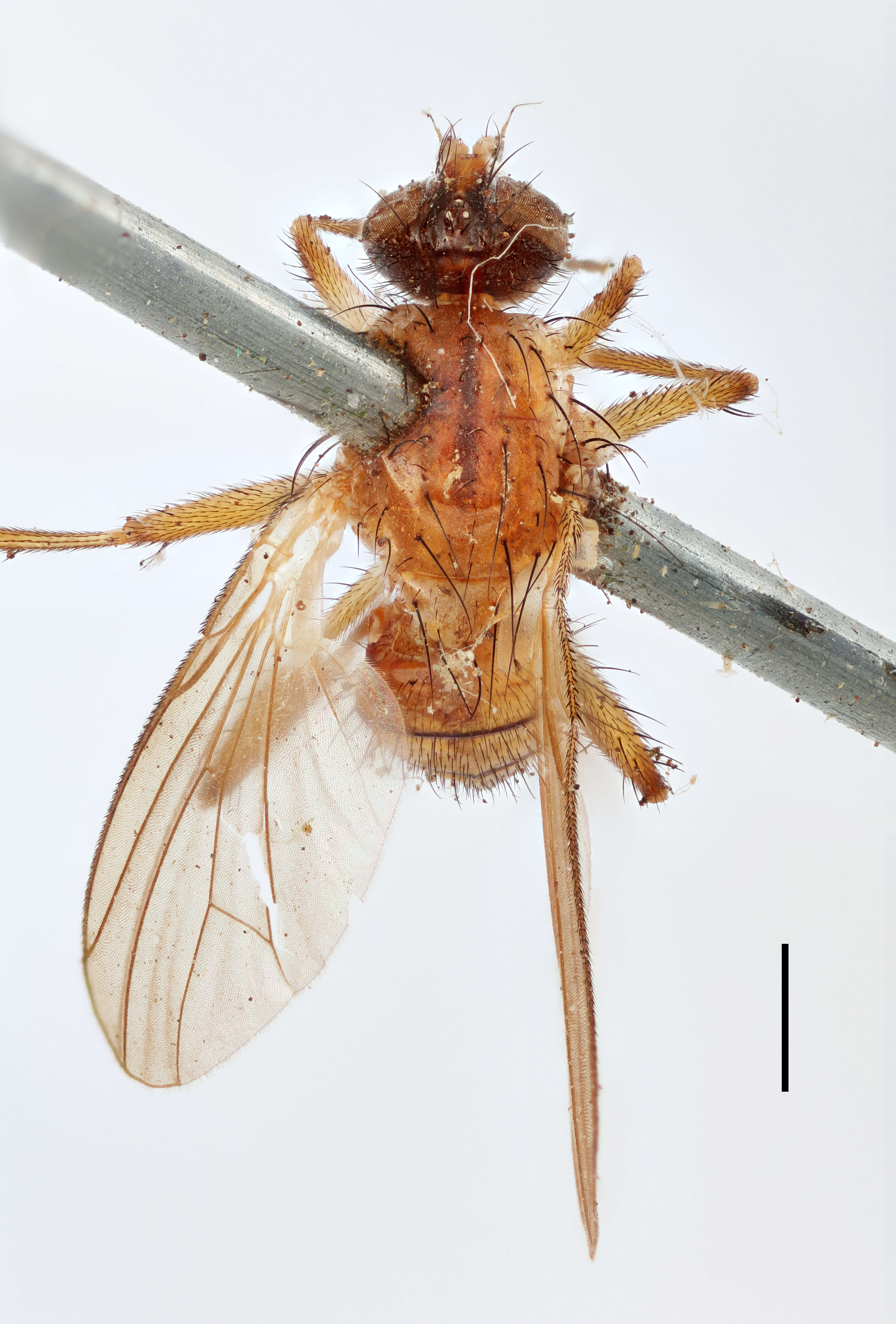 Image of root-maggot flies