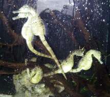 Image of seahorses