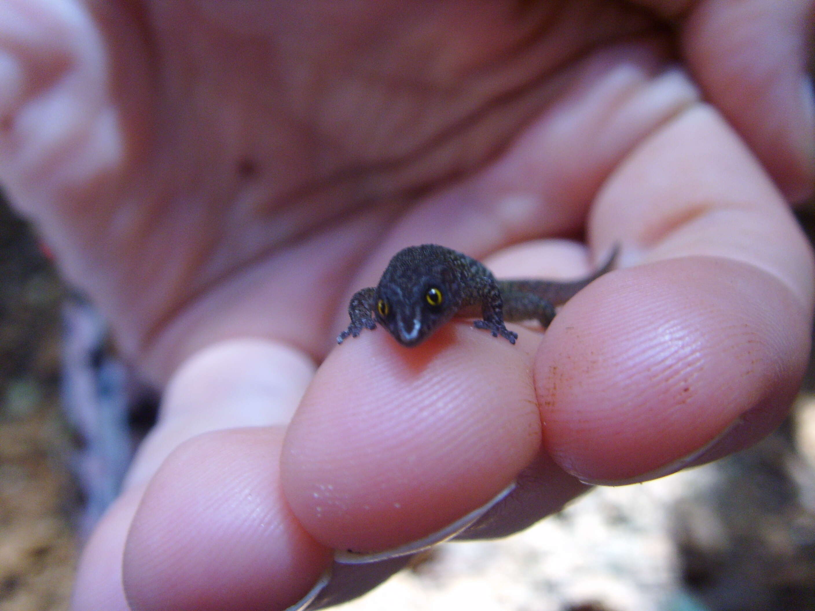 Sphaerodactylus elegantulus Barbour 1917的圖片