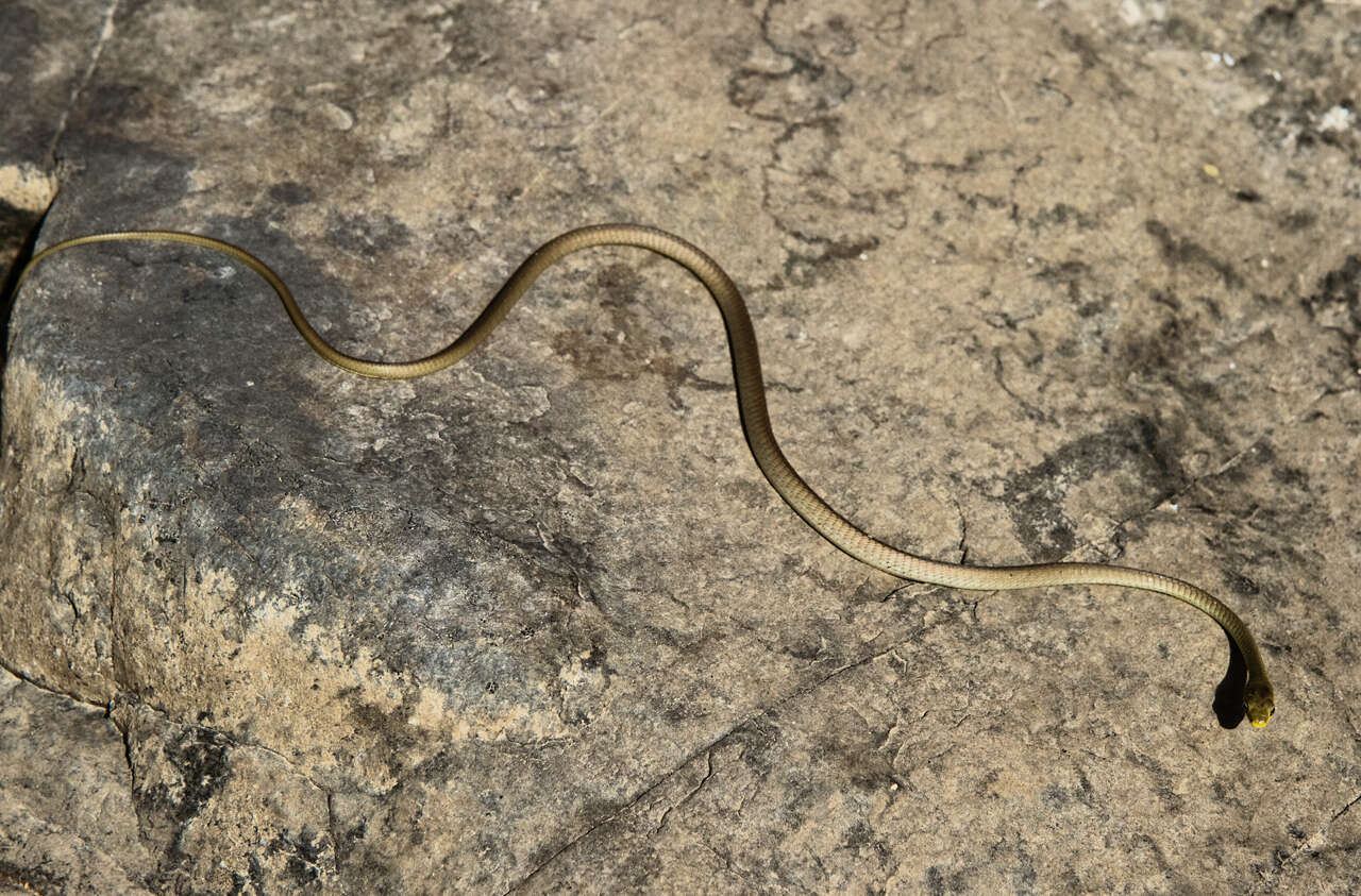 Image of Yellow-Faced Whip Snake