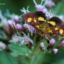 Image of Pyrausta falcatalis Guenée 1854