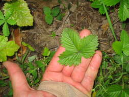 Image of strawberry