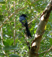 Image de Drongo à raquettes