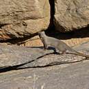 Image of Cape Gray Mongoose