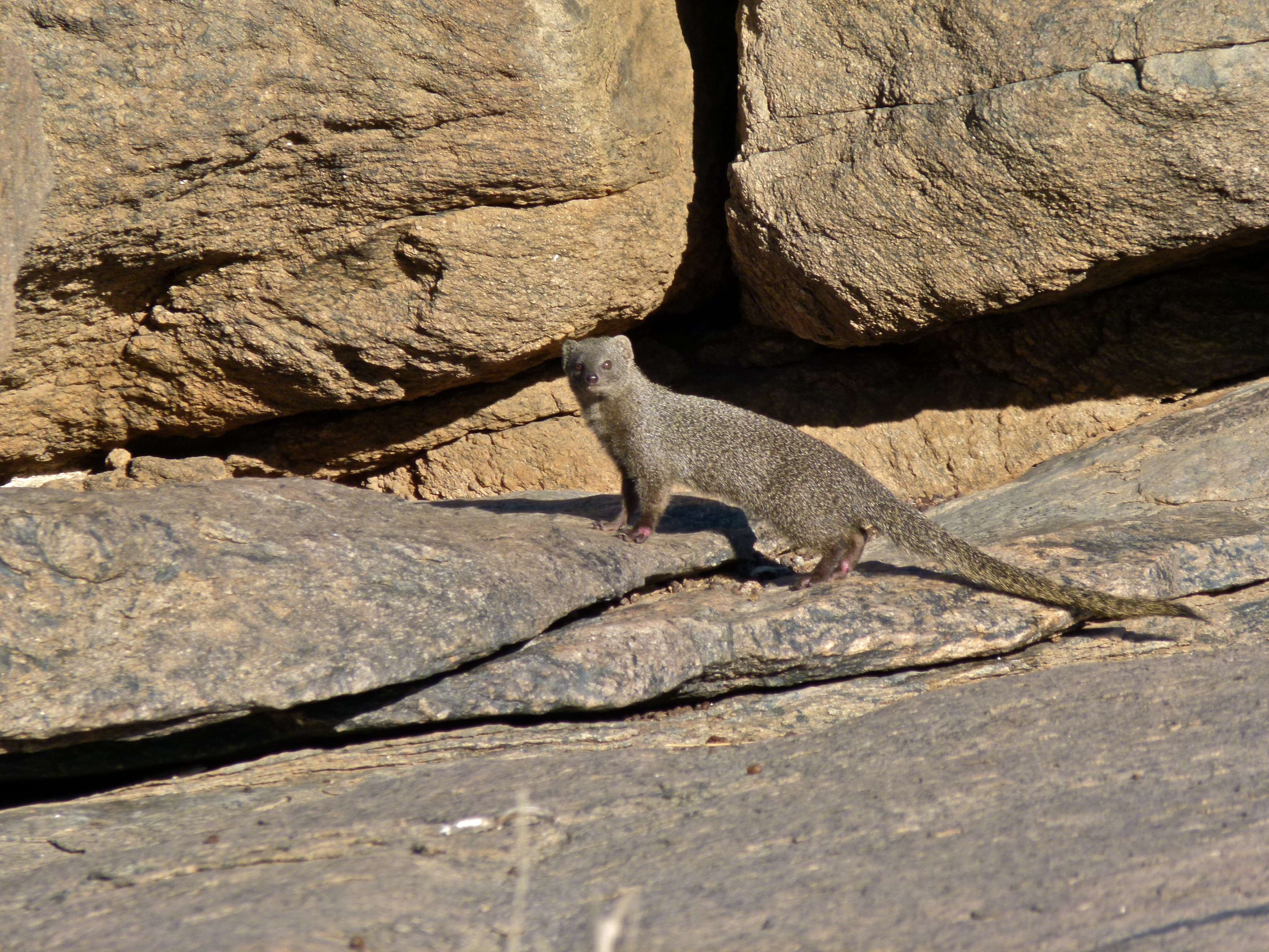 Image of Slender Mongooses