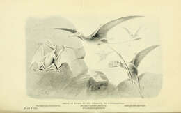 Image of pterosaurs