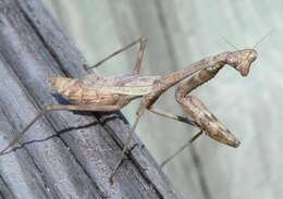 Image of Stagmomantis