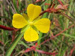 Image of Angle-Stem Primrose-Willow