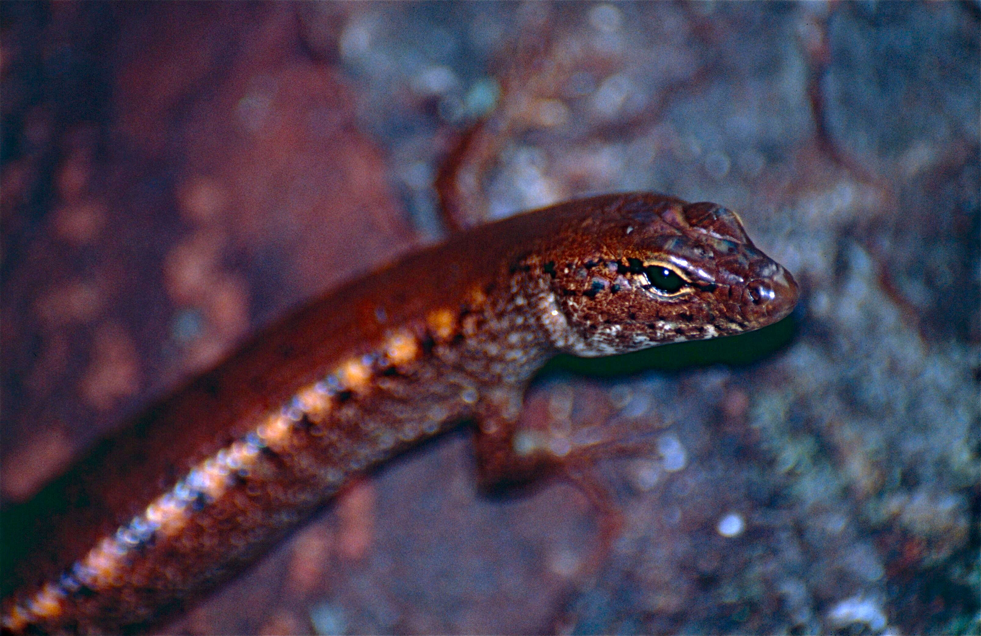 Image of Rainforest Water-skink