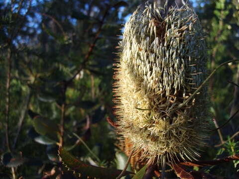 Image of banksia