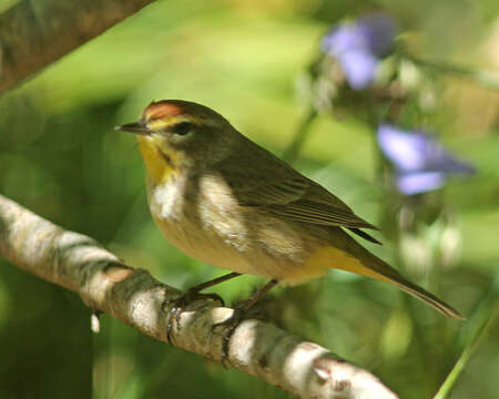 Image of Setophaga Swainson 1827