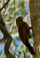 Image of Great Rufous Woodcreeper