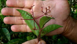 Image of Nyctagynaceae