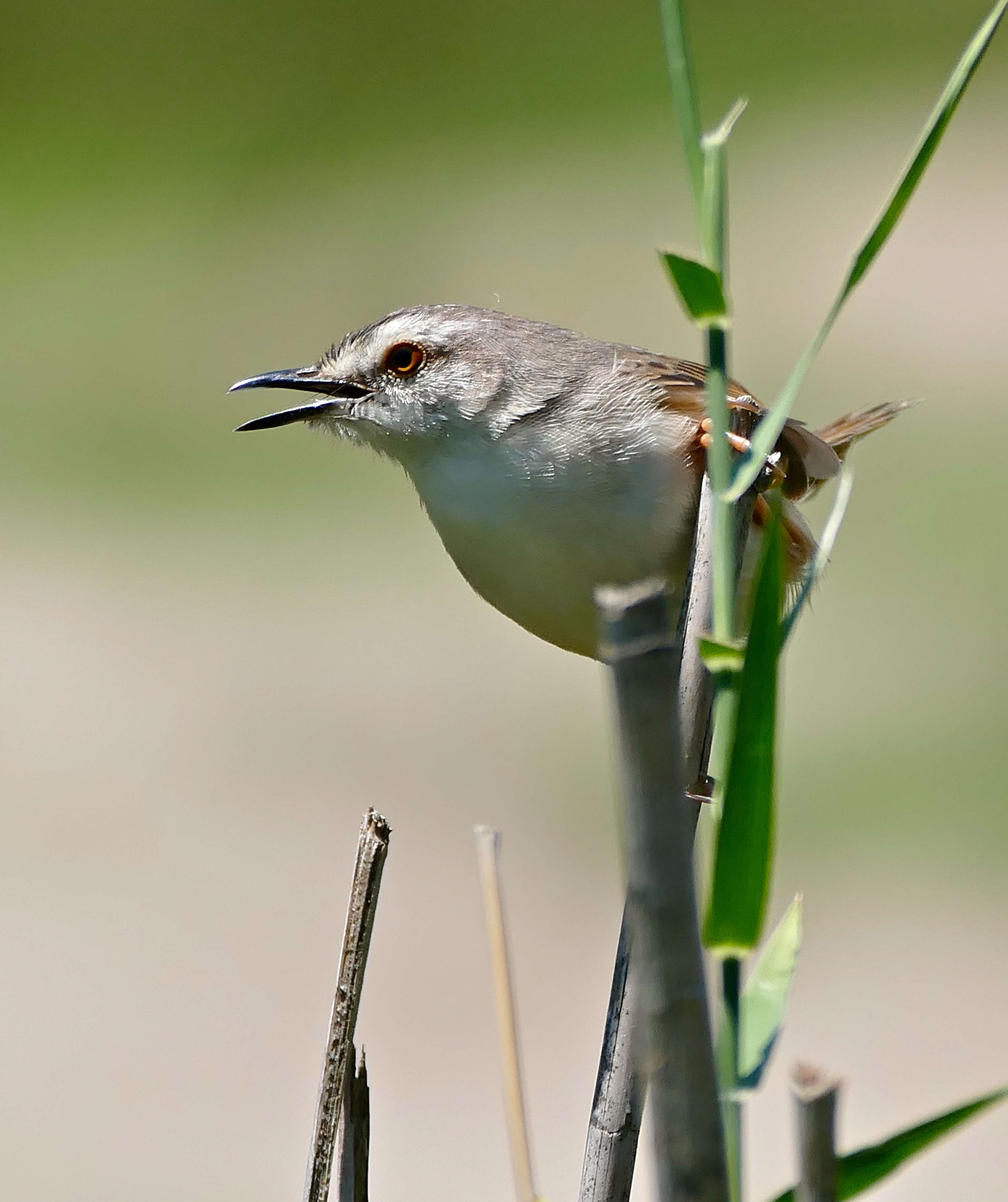 Image of Tawny-flanked Prinia