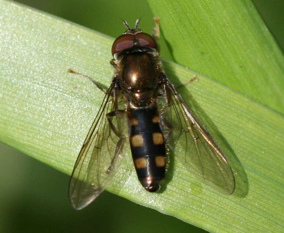 Image of Platycheirus