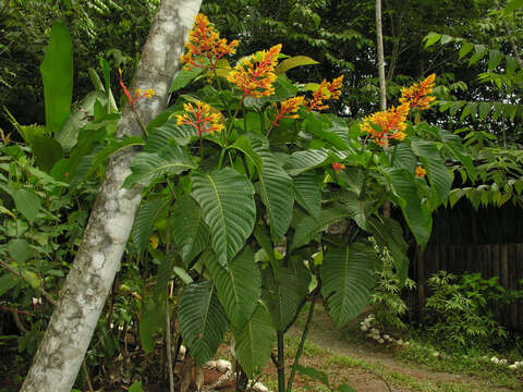 Palicourea guianensis Aubl.的圖片