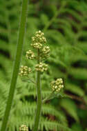 Image of Eastern Swamp Pseudosaxifrage