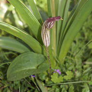 Image of Arisarum