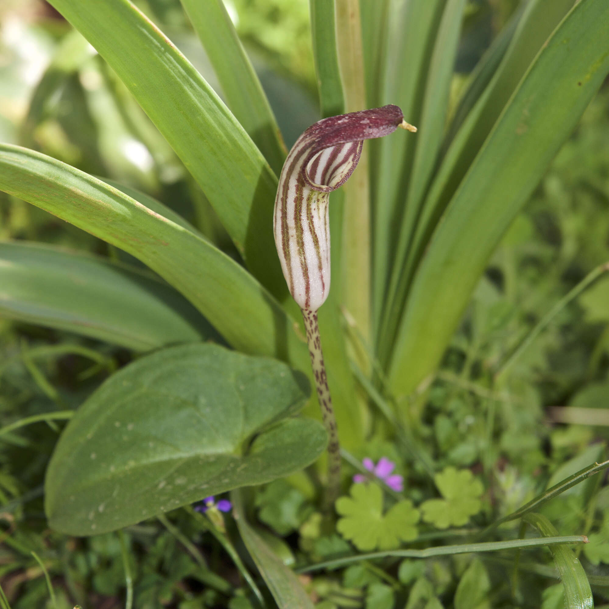 Image of Friar's cowl