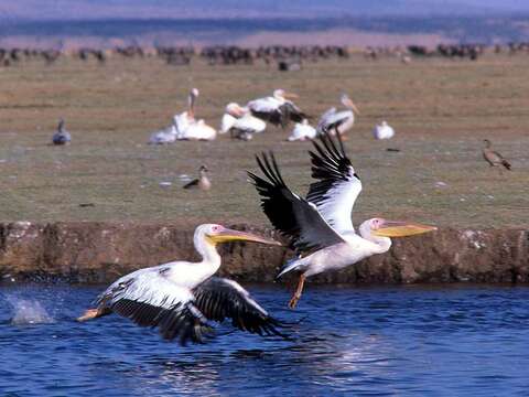 Image of Great White Pelican