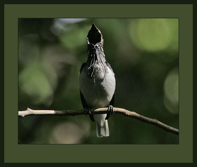 Image of Bellbirds