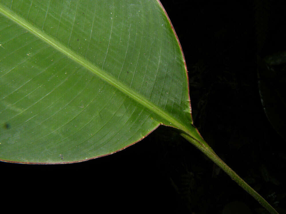 Image of wild plantain