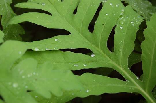 Image of sensitive fern