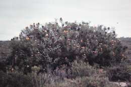 Image of Banksia hookeriana Meissn.