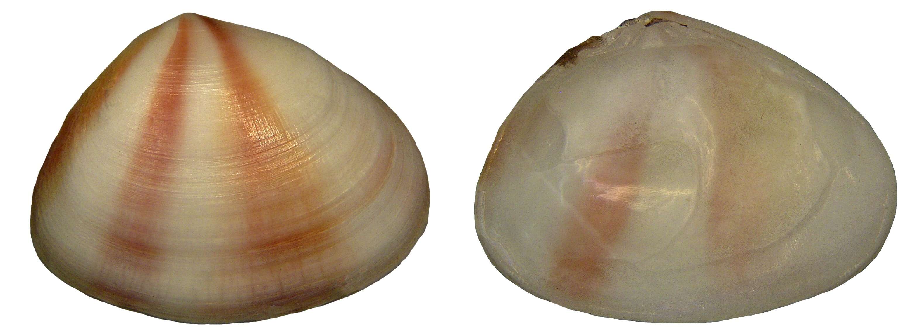 Image of Donacidae J. Fleming 1828