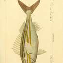 Sivun Haemulon striatum (Linnaeus 1758) kuva