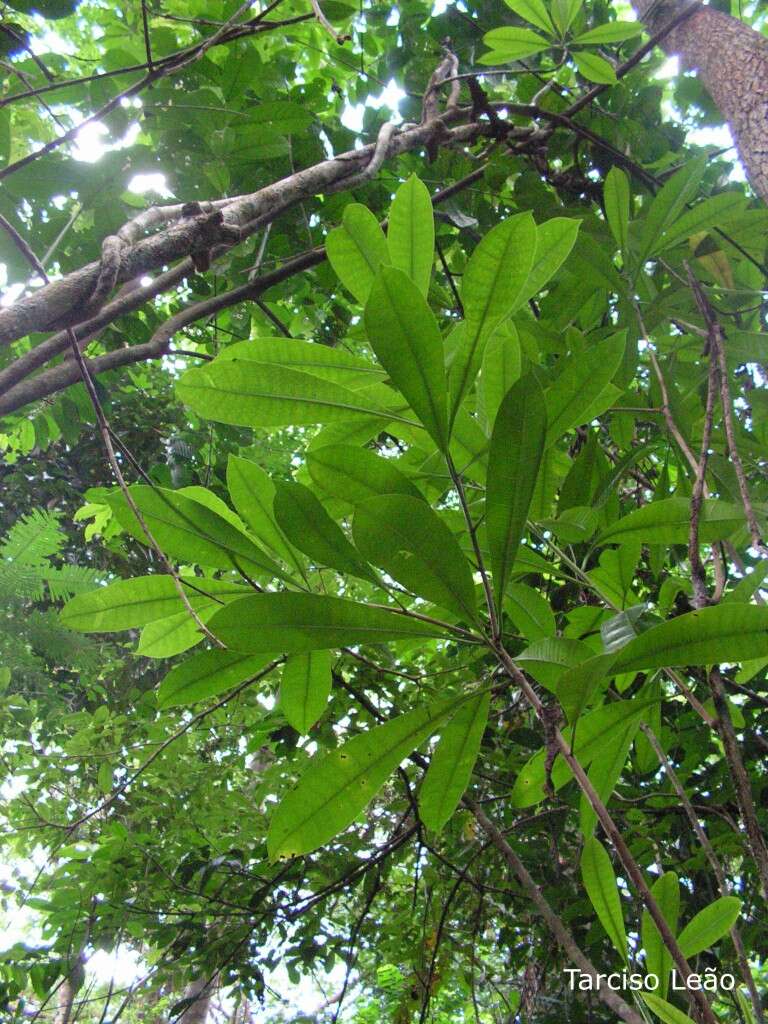 Image of Plumeria bracteata