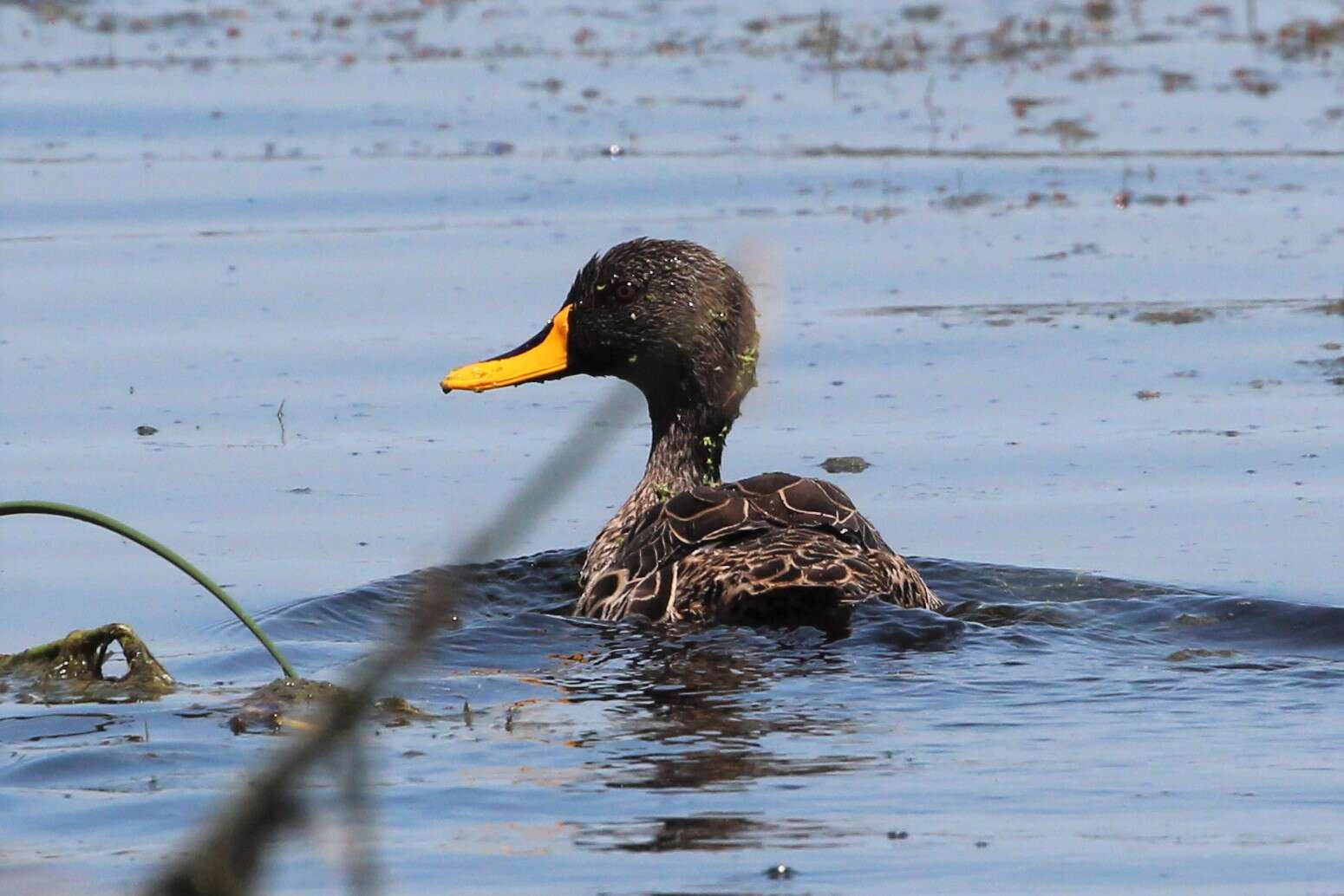 Image of Yellow-billed Duck