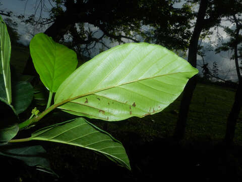 Image of Coussapoa macerrima Standl. & Williams ex R. W. A. P. Akkermans & C. C. Berg