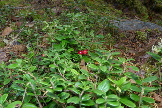 Image of lingonberry