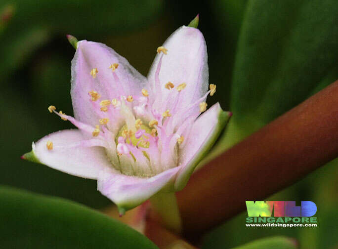 Image of sea purslane