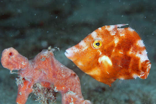 Image of Fringed Filefish