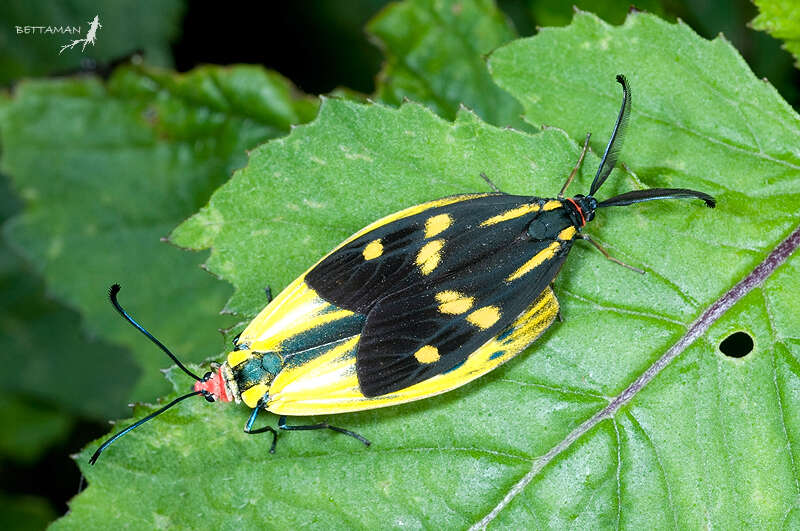 Sivun Lepidoptera kuva