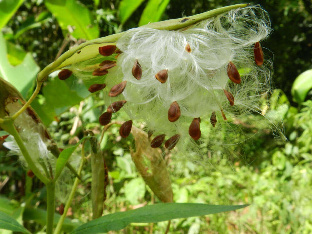 Image of milkweed