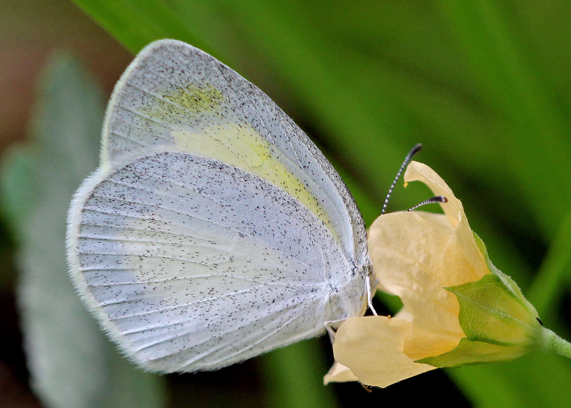 Image of Eurema