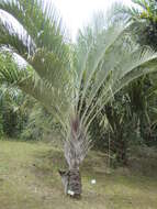 Image of butterfly palm