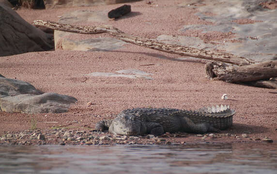 Image of Broad-snouted Crocodile