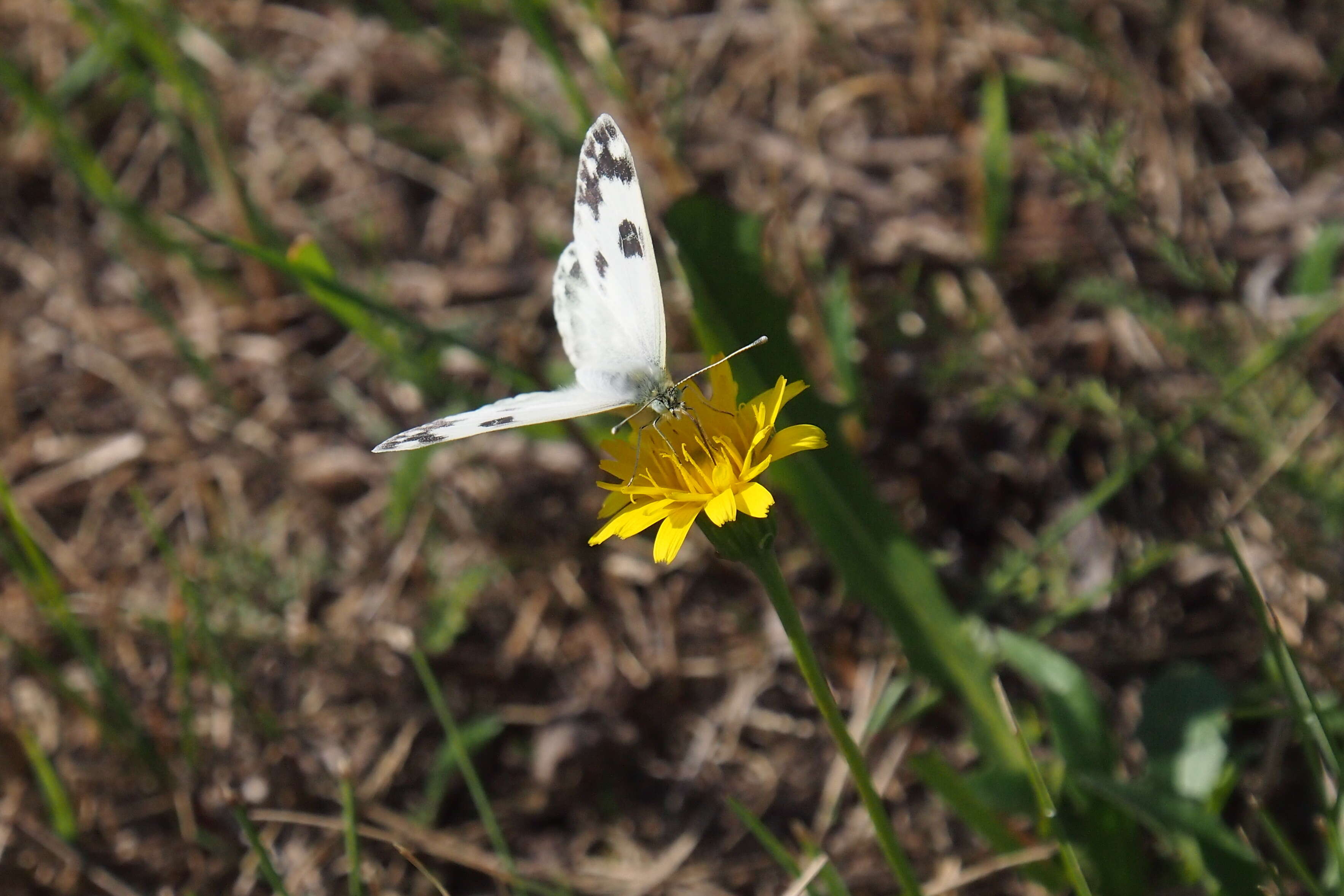 Image of Checkered Whites