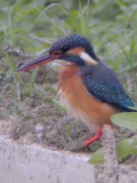 Image of Common Kingfisher