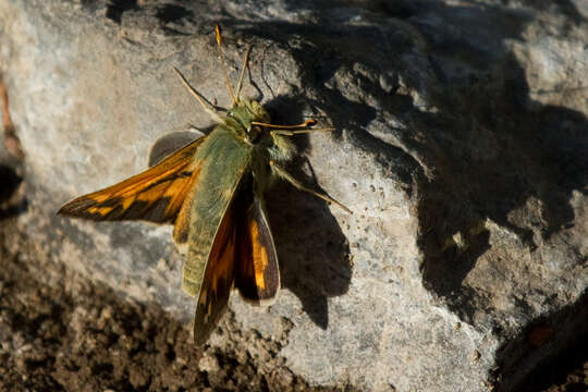 Image of Juba Skipper