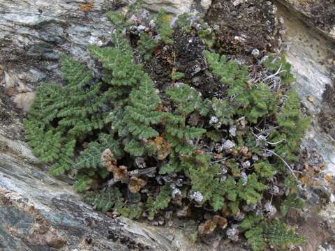 Image of slender lipfern