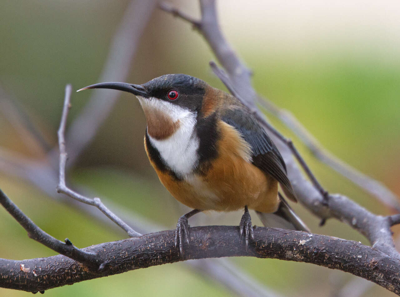 Image of Spinebill