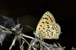 Image of Lycaena tityrus