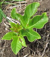 Sivun Jatropha scaposa Radcl.-Sm. kuva